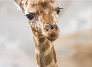 Giraffenbaby im Nyiregyhaza Zoo!