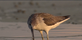 Ein spektakulärer Naturfilm über den Balaton