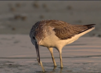 Ein spektakulärer Naturfilm über den Balaton