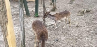 Jagd und Entspannung im Ökopark von Bükkösd