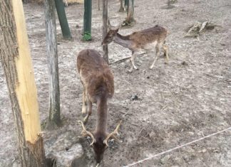 Jagd und Entspannung im Ökopark von Bükkösd