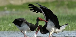Schwarzstörche wurden in Tiszaalpár gesichtet