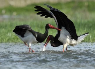 Schwarzstörche wurden in Tiszaalpár gesichtet