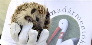 Zoo Budapest: Wildlife-Rettungsprogramm konnte beim Earth Festival erkundet werden