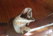 Welcher Fisch kommt in Ungarn an Weihnachten auf den Tisch?