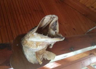 Aktion Get it! soll Ungarns Fischprodukte bewerben