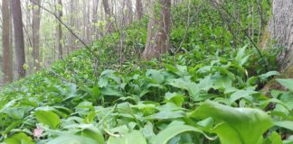 Endlich ist die Bärlauchsaison wieder da: Wie wäre es mit einem Bärlauch-Pesto?