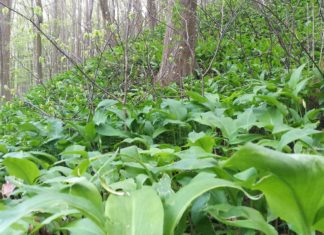 Bärlauchzeit geht zu Ende!