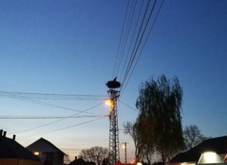 Die ersten Störche beziehen ihre Quartiere in Ungarn!