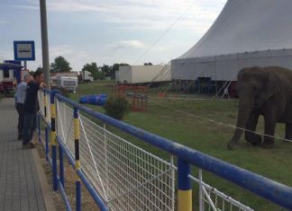 Wartet hier ein Elefant auf den Bus!?