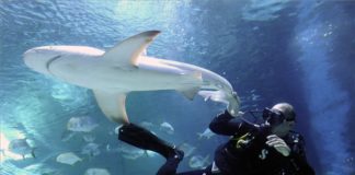 Zwei neue Haie im Tropicarium in Budapest