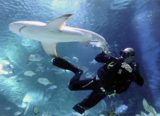 Zwei neue Haie im Tropicarium in Budapest