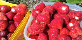 Große Erdbeerfelder in Ungarn – Die Menge pflückt!