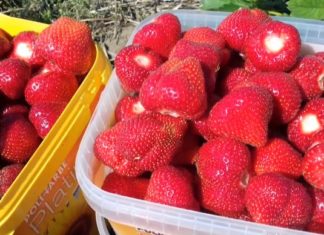 Große Erdbeerfelder in Ungarn – Die Menge pflückt!