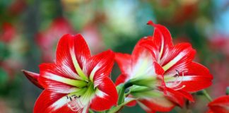 Das Gyula Flower Festival findet am Wochenende statt