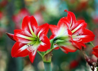 Das Gyula Flower Festival findet am Wochenende statt