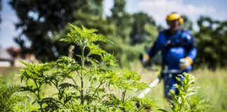 Pollenkonzentrationen in Ungarns Tiefebene und Südtransdanubien am höchsten!