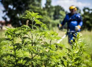 Pollenkonzentrationen in Ungarns Tiefebene und Südtransdanubien am höchsten!