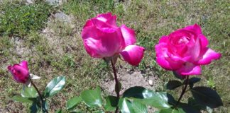 Rosenfest am Samstag im Schloss Esterházy in Fertöd