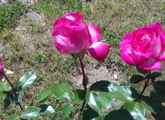 Rosenfest am Samstag im Schloss Esterházy in Fertöd