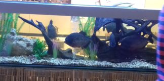 DIE WELT DES MEERES – Interaktive Ausstellung im Einkaufszentrum ÁRKÁD in Győr