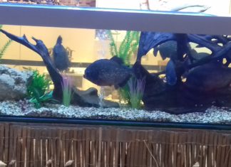 DIE WELT DES MEERES – Interaktive Ausstellung im Einkaufszentrum ÁRKÁD in Győr