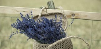 Jetzt Lavendel selber pflücken in Tihany!