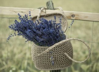 Jetzt Lavendel selber pflücken in Tihany!