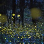 fireflies-lightning-bugs-e1497541386663-1024×578