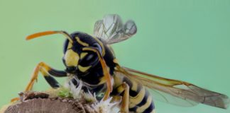 Mangelware in ungarischen Apotheken: Anti-Allergikum gegen Bienen-/Wespenstiche