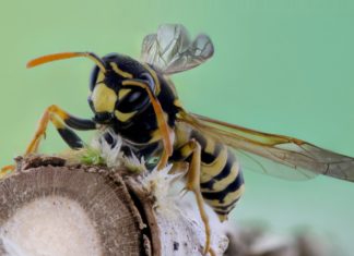 Mangelware in ungarischen Apotheken: Anti-Allergikum gegen Bienen-/Wespenstiche