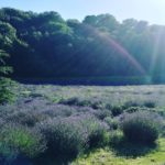 Lavendelfelder_Pannonhalma