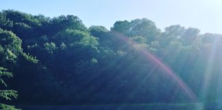 Wofür ist Lavendel gut?