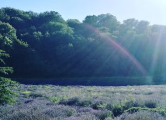 Wofür ist Lavendel gut?