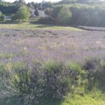 Lavendelfelder_Pannonhalma