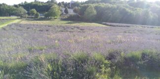 Ab 29. Juli Lavendeltage in Szeged