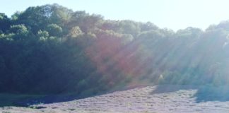 Lavendelfest in Tiszaderzs