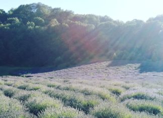 Lavendelfest in Tiszaderzs