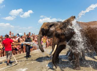 Balatonlelle: Elefanten am Balaton