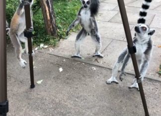 Witzig! Makis plündern Kamerateam im Györer Zoo!