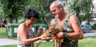 Dieses Reh lebt in Mehrfamilienhaus in Révkomárom