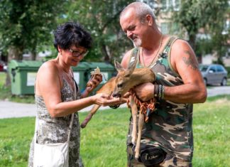 Dieses Reh lebt in Mehrfamilienhaus in Révkomárom