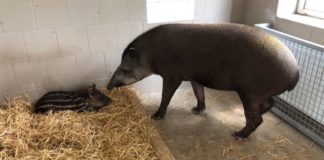 Tapirbaby „Chilli“ megasüß im Györer Zoo