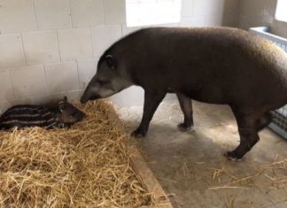 Tapirbaby „Chilli“ megasüß im Györer Zoo