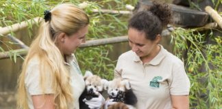 Zwei Kleine Pandas im Tierpark Nyíregyháza geboren