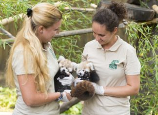 Zwei Kleine Pandas im Tierpark Nyíregyháza geboren
