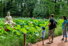 Faszinierend – Im Botanischen Garten von Szeged blühen die Indischen Lotusblumen!