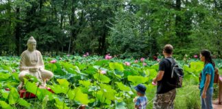 Faszinierend – Im Botanischen Garten von Szeged blühen die Indischen Lotusblumen!