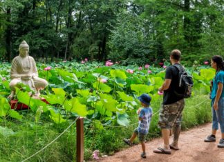 Faszinierend – Im Botanischen Garten von Szeged blühen die Indischen Lotusblumen!