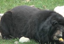 Bei der Hitze gab´s Früchte in Eis für die Bären aus dem Györer Zoo!